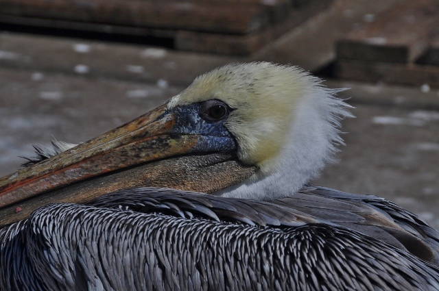 brown pelican